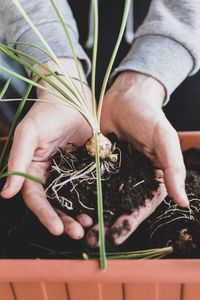 Cropped hands of person holding potted plant
