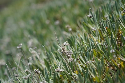 Close-up of a lizard on a field