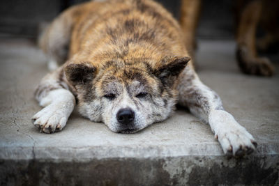 Close-up of a dog sleeping