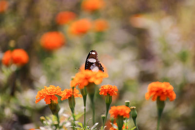 Close-up of butterfly on orange flowers