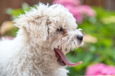 Close-up of white dog yawing outdoors