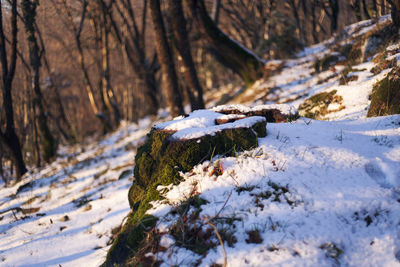 Snow covered land and trees in forest