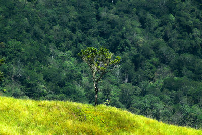 Scenic view of forest