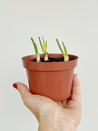 Cropped image of person holding small potted plant against white background
