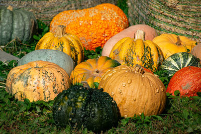 View of pumpkins