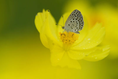 Close-up of insect on yellow flower