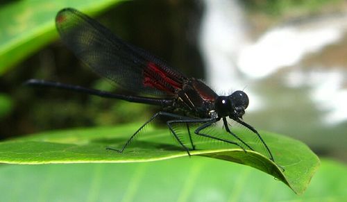 Close-up of insect on leaf