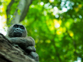 Monkey sitting in a forest