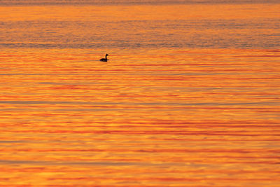 Silhouette bird flying over sea against orange sky