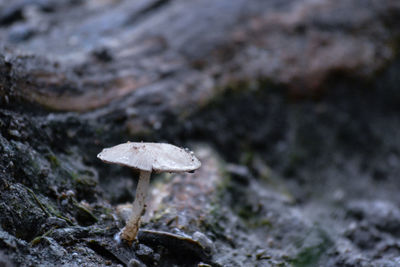 Close-up of mushroom growing outdoors