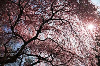 Low angle view of pink flower tree