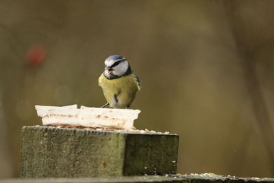 Close-up of a bluetit perching on wood