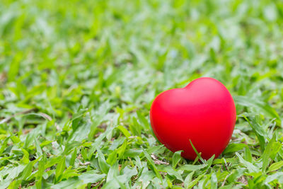 Close-up of red eggs in grass