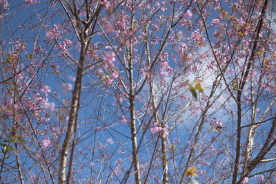 Low angle view of cherry blossoms against sky