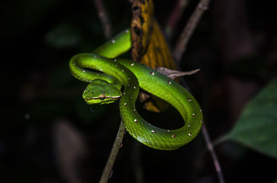 Bornean keeled green pit viper at night in sepilok forest in sabah, malaysia.