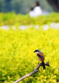 Close-up of bird perching on tree