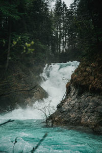 Scenic view of waterfall in forest