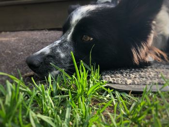 Close-up of dog lying on grass