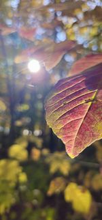 sunlight