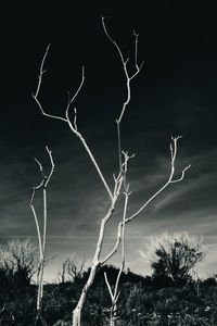 Bare tree on landscape against sky at night