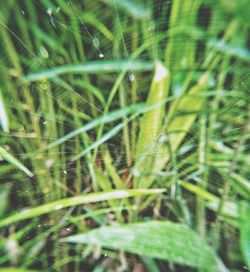 Close-up of fresh green grass