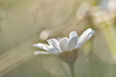 Close-up of white flowering plant