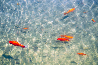 High angle view of koi fish in sea