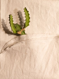 Close-up of green leaf on white background