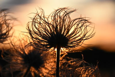 Close-up of silhouette plant on field against sky