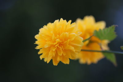 Close-up of yellow flowering plant