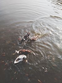 High angle view of fish swimming in lake