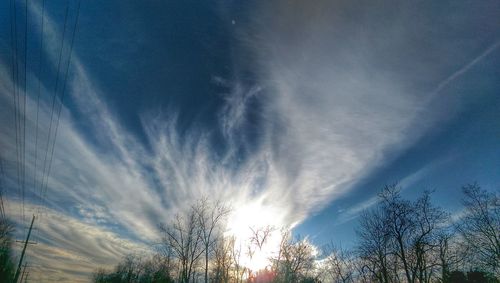 Low angle view of trees against sky