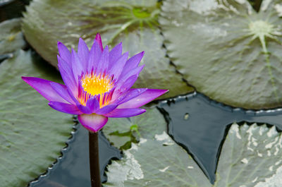 Close-up of lotus water lily in pond