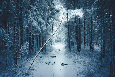 Bare trees in forest during winter