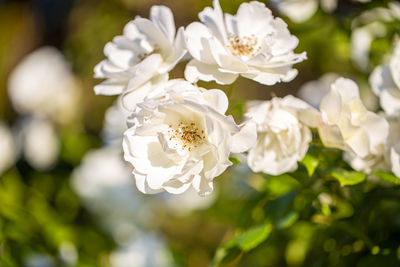 Close-up of white roses