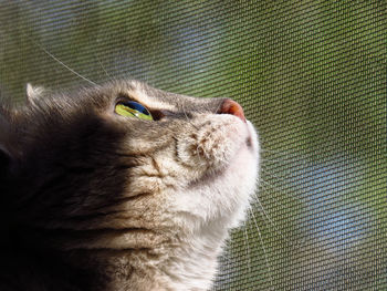 Close-up of a cat