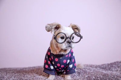 Portrait of dog wearing sunglasses against pink wall