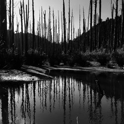 Scenic view of lake in forest against sky