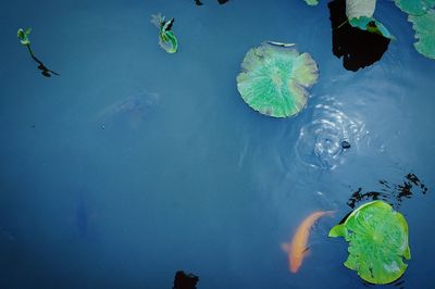 Close-up of lily pads in lake