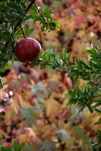 Close-up of apples on tree