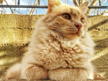 Close-up of cat sitting outdoors