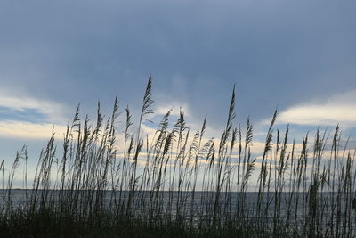 Scenic view of field against cloudy sky