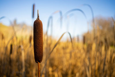 Close-up of crops on field against sky