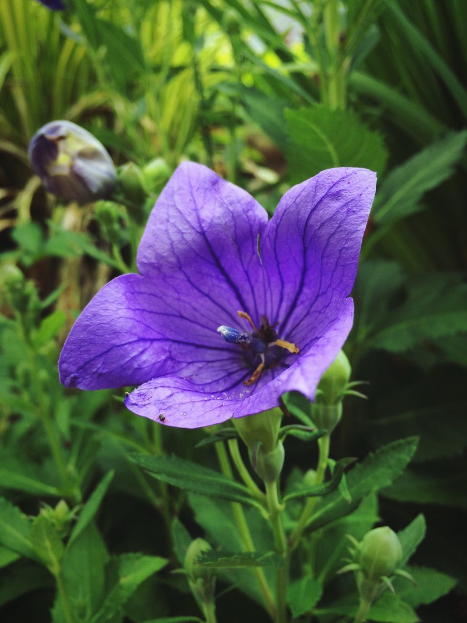 flower, purple, freshness, petal, fragility, growth, beauty in nature, flower head, plant, close-up, leaf, focus on foreground, nature, blue, blooming, green color, single flower, one animal, insect, in bloom