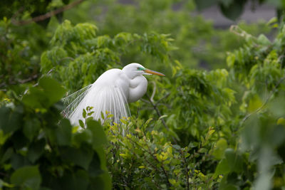 Great white egret in breeding plumage surrounded by green leaves in the top of some trees.