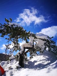 Low angle view of tree against sky during winter