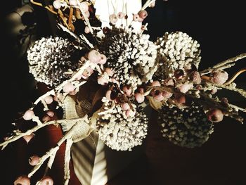 Low angle view of flowers on tree