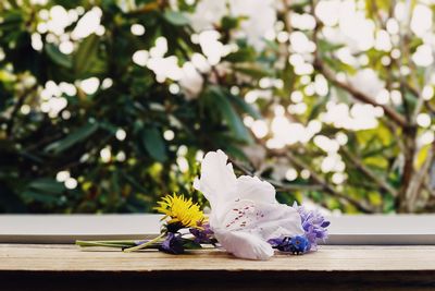 Close-up of flower on table