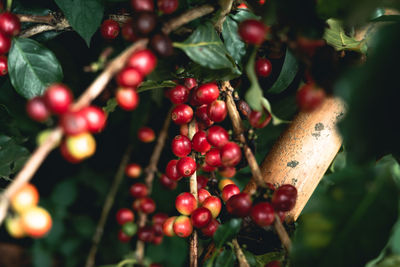 Close-up of coffee beans growing on plant