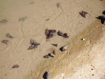 High angle view of insect on beach